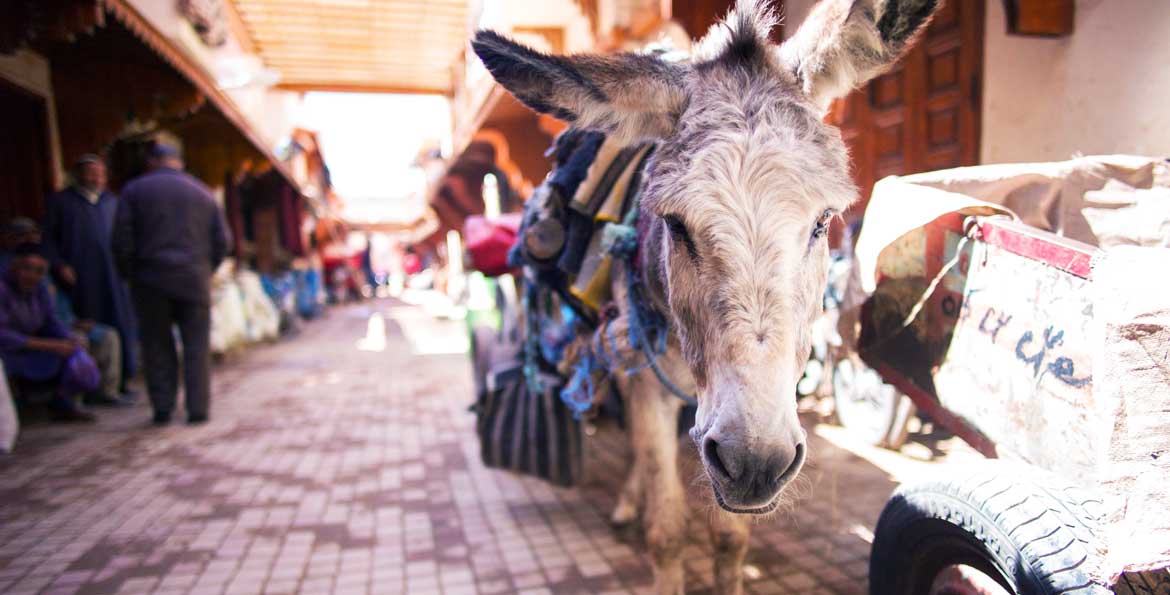 donkey-market.jpg (1)