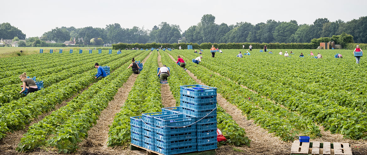 workers-picking-fruit.jpg (1)