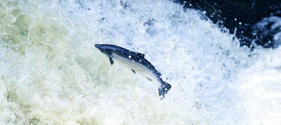 atlantic-salmon.jpg (1)