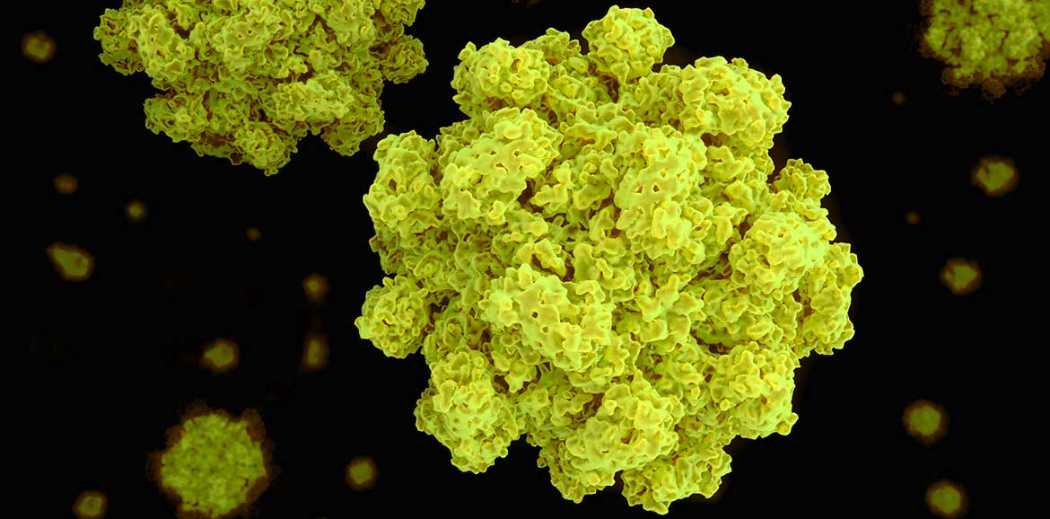 La Extraña Historia Del Norovirus En Londres